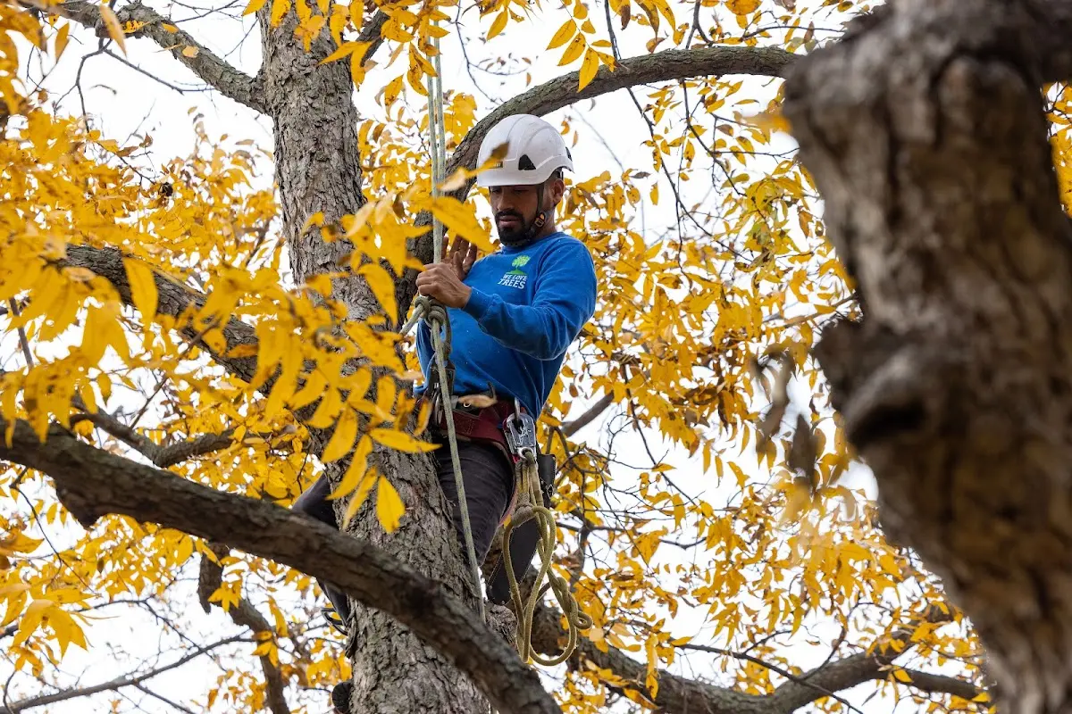 Skilled Storm Damage Cleanup crew working in Burnside